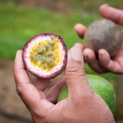 Two hands, each holding half a passionfruit. One half has the pulp facing the camera 